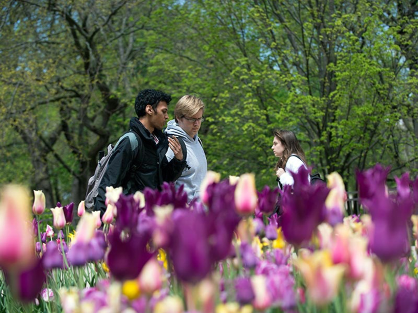 Purple rules the spring flowerbeds